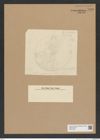Diatomeae indet. Zeichnungen Sammlung Grunow Nr. 7996 (NHMW-BOT-W0377290)
